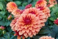 Orange-red garden dahlia Gallery Matisse flowers on dark green foliage